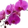 IlSaloneDiMilano Ingrediente Extrato de Orquídea