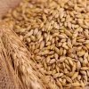 IlSaloneDiMilano Ingrediente Proteínas de trigo